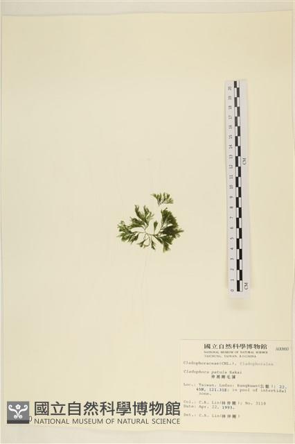 伸展剛毛藻藏品圖，第3張