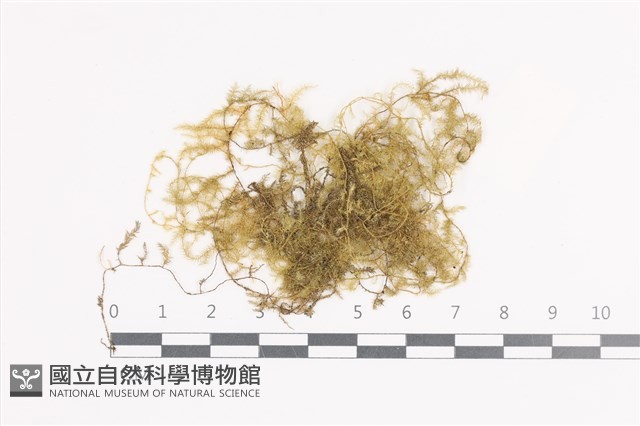 登錄號:B00011360藏品圖，第1張