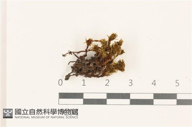 那霸短月蘚藏品圖，第1張