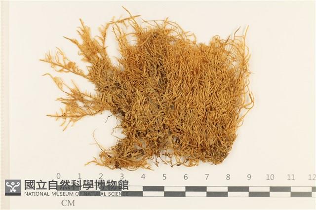 登錄號:B00005200藏品圖，第1張