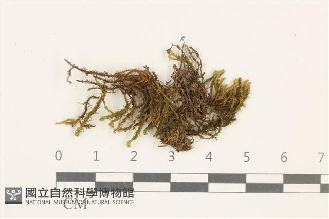 小牛舌蘚藏品圖，第1張