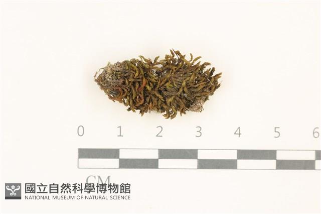 登錄號:B00013200藏品圖，第1張