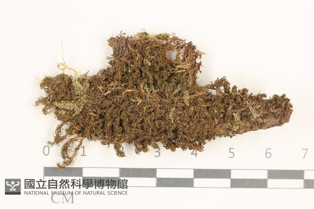 登錄號:B00011000藏品圖，第1張