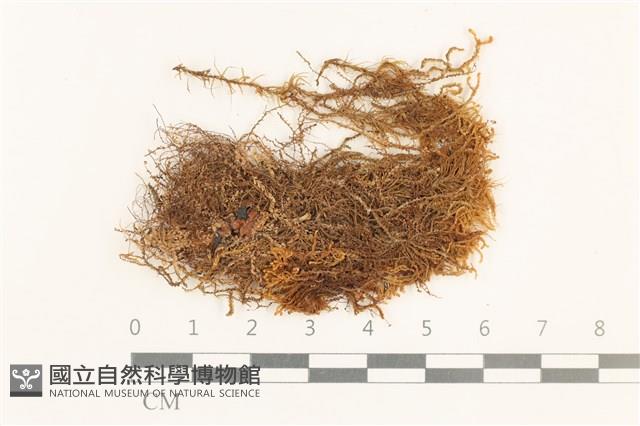 登錄號:B00014100藏品圖，第1張