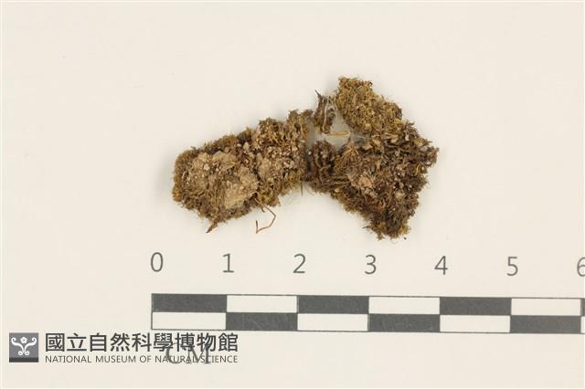 登錄號:B00005100藏品圖，第1張