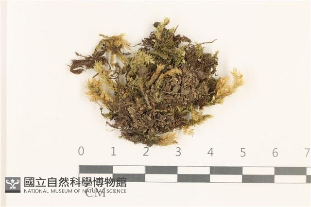 圓枝青蘚藏品圖，第1張