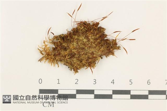 登錄號:B00002900藏品圖，第1張