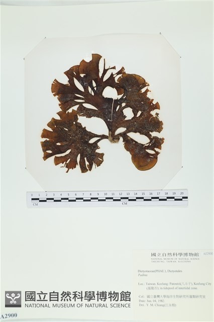登錄號:A00002900藏品圖，第1張