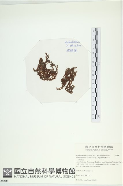 網胰藻藏品圖，第2張