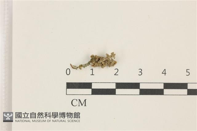 登錄號:B00017900藏品圖，第1張