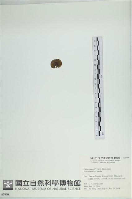 小團扇藻藏品圖，第3張