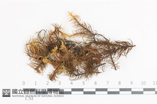 登錄號:B00011900藏品圖，第1張