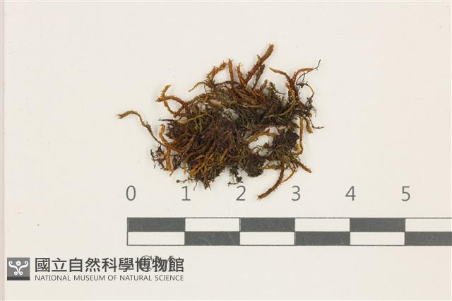 小牛舌蘚藏品圖，第1張