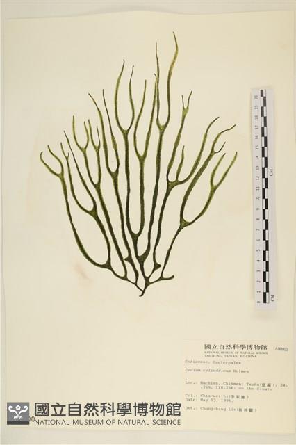 登錄號:A00000900藏品圖，第1張