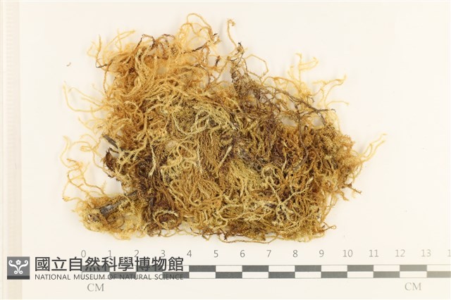多疣懸蘚藏品圖，第1張