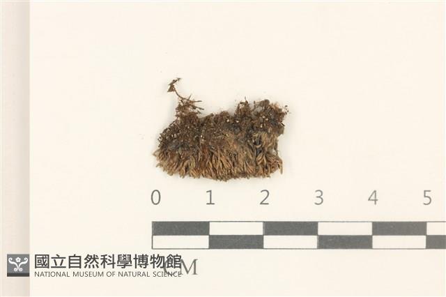 真蘚藏品圖，第1張