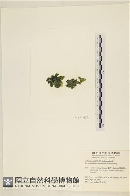 網球藻藏品圖，第3張
