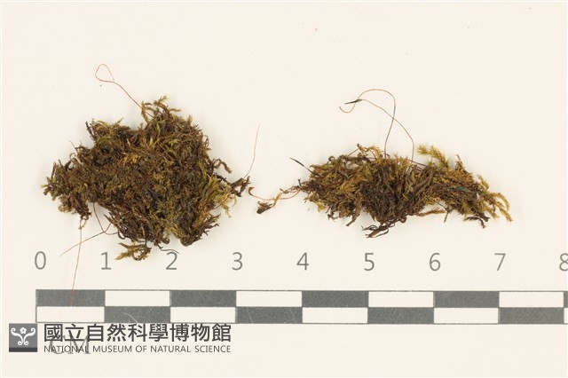 登錄號:B00005800藏品圖，第1張