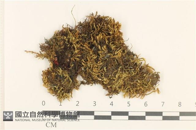 白青蘚藏品圖，第1張