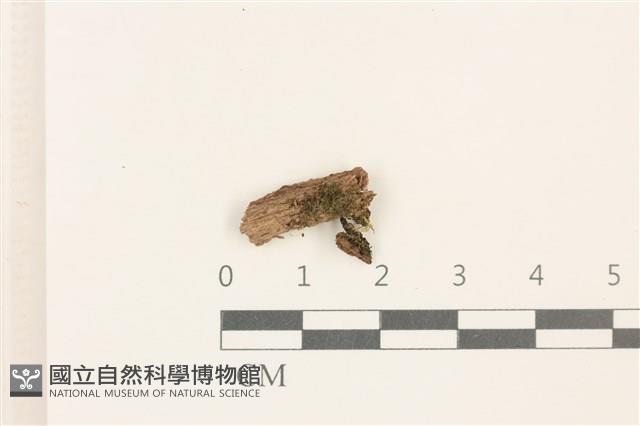 鈍瓣大萼苔藏品圖，第1張