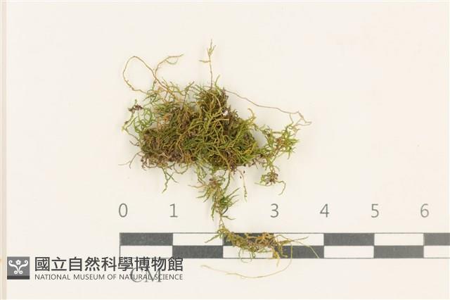 登錄號:B00013280藏品圖，第1張