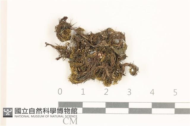 海島花葉蘚藏品圖，第1張