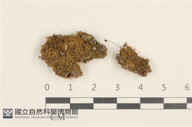 登錄號:B00014080藏品圖，第1張