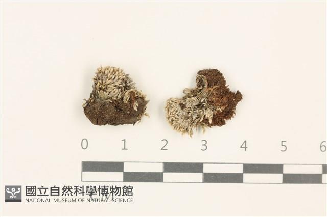 真蘚藏品圖，第1張