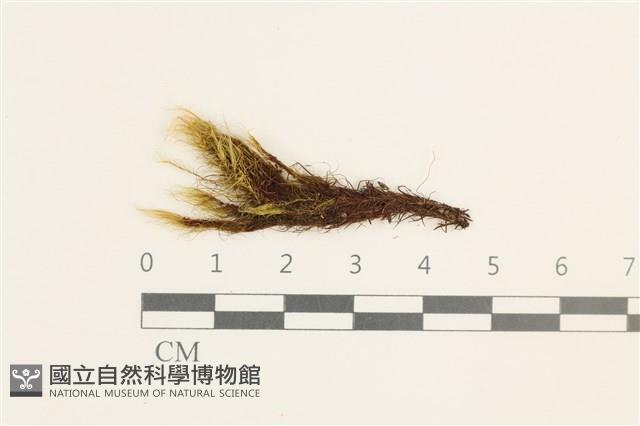 日本曲柄蘚藏品圖，第1張