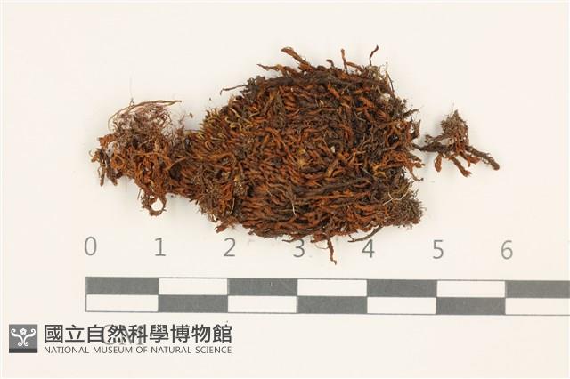 扭口蘚藏品圖，第1張