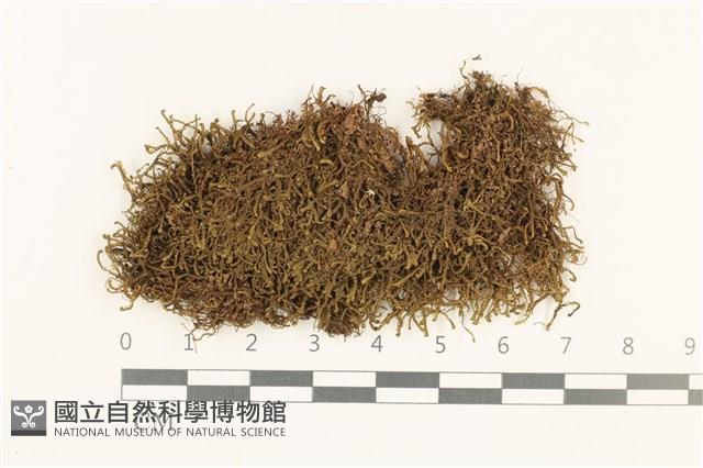 錫金鞭苔藏品圖，第1張