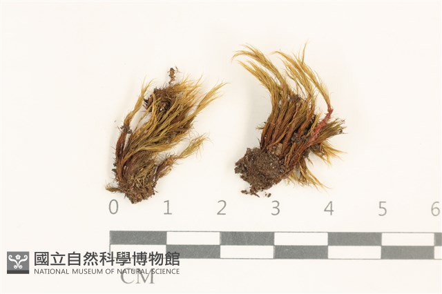 登錄號:B00002980藏品圖，第1張