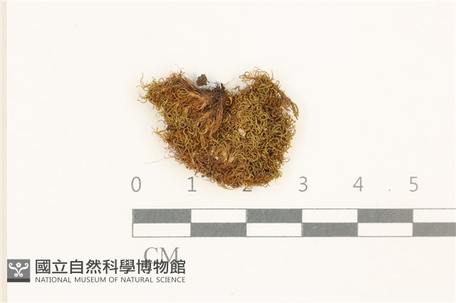 登錄號:B00008980藏品圖，第1張