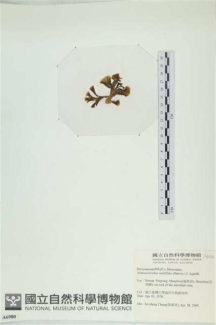 多扇藻藏品圖，第3張