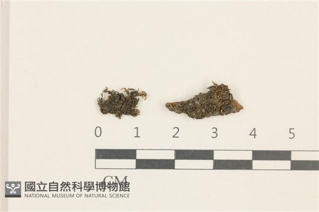 登錄號:B00004980藏品圖，第1張