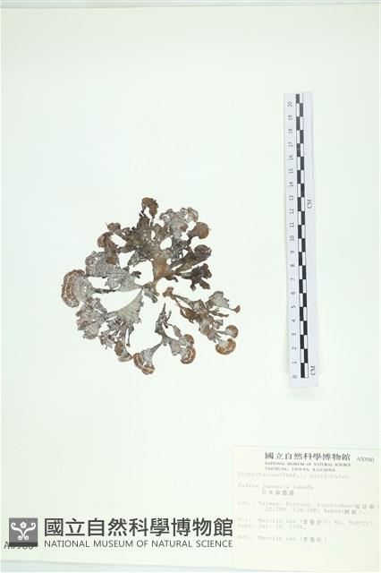 日本海扇, 日本團扇藻藏品圖，第1張