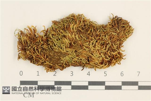 鞭枝曲柄蘚藏品圖，第1張