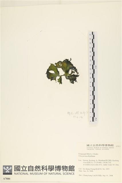石蓴藏品圖，第3張