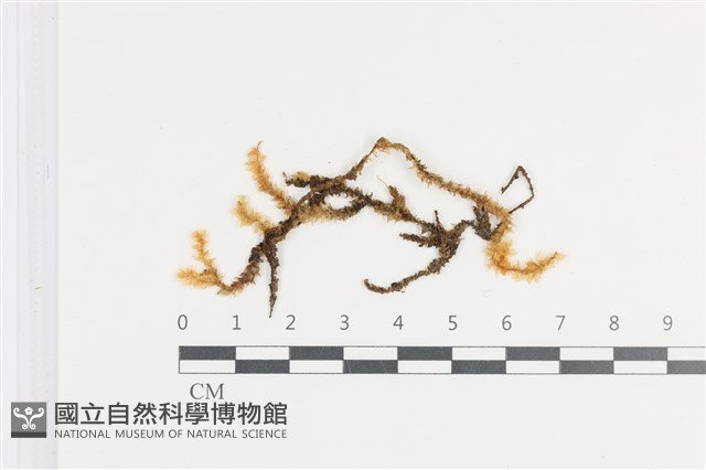 登錄號:B00005880藏品圖，第1張
