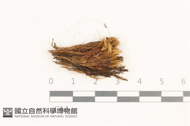 曲柄蘚藏品圖，第1張