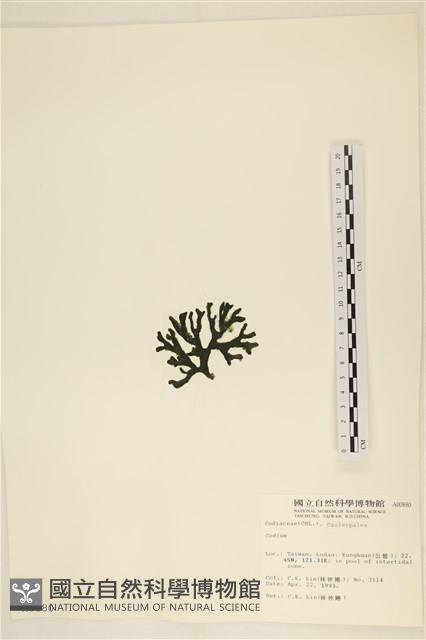 登錄號:A00000880藏品圖，第3張