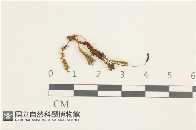 登錄號:B00013880藏品圖，第1張