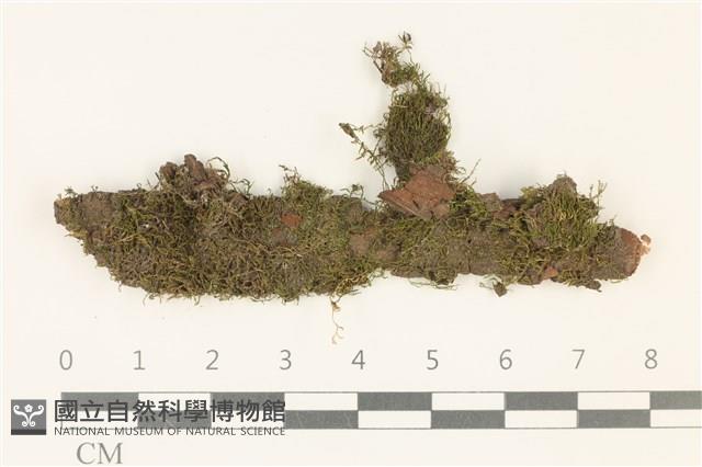 柳葉蘚藏品圖，第1張