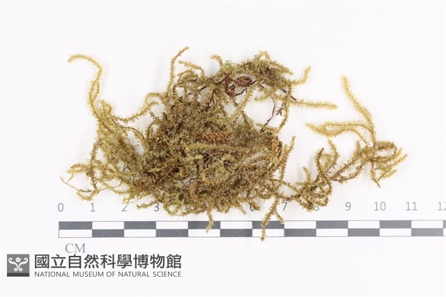 登錄號:B00011380藏品圖，第1張