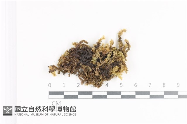 大灰氣蘚藏品圖，第1張