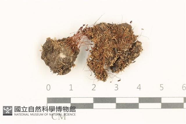 真蘚藏品圖，第1張
