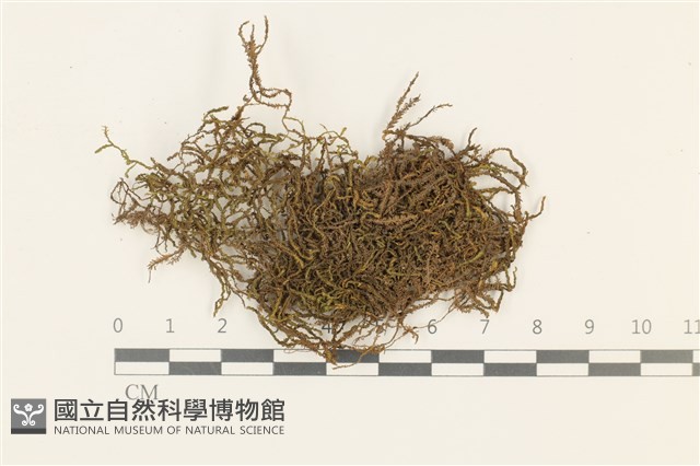 登錄號:B00014033藏品圖，第1張