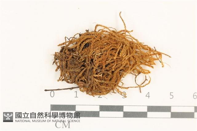 齒邊廣萼苔藏品圖，第1張