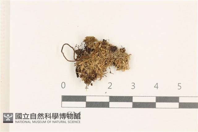 細瓣大萼苔藏品圖，第1張