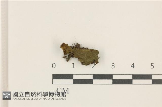 蛇苔藏品圖，第1張